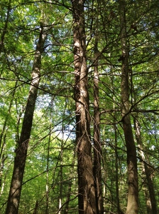 Ben's Woods (Marion's Trail)